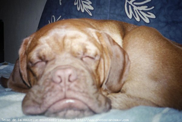 Photo de Dogue de bordeaux