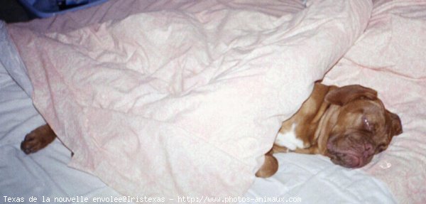 Photo de Dogue de bordeaux