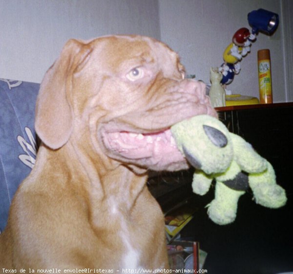 Photo de Dogue de bordeaux