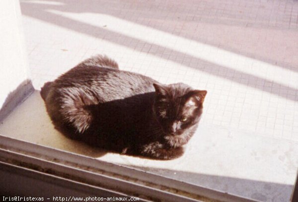 Photo de Chat domestique