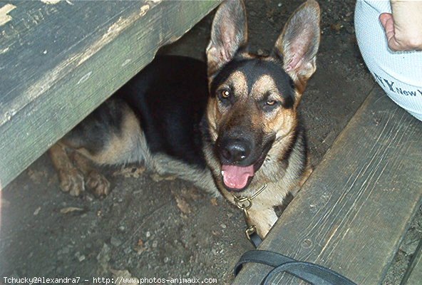 Photo de Berger allemand  poil court