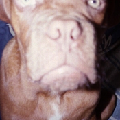 Photo de Dogue de bordeaux