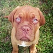 Photo de Dogue de bordeaux