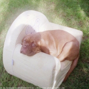 Photo de Dogue de bordeaux