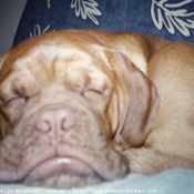 Photo de Dogue de bordeaux