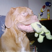 Photo de Dogue de bordeaux