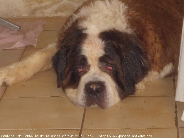 Photo de Saint-bernard poil long