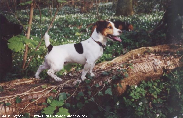 Photo de Jack russell terrier