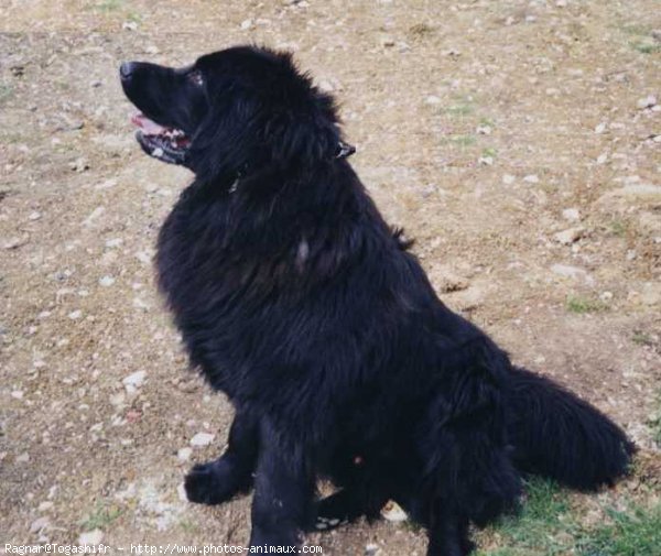 Photo de Chien de terre-neuve