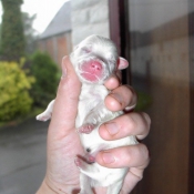 Photo de Coton de tulear