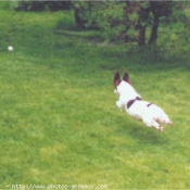 Photo de Jack russell terrier