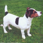 Photo de Jack russell terrier