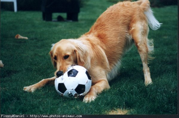 Photo de Golden retriever