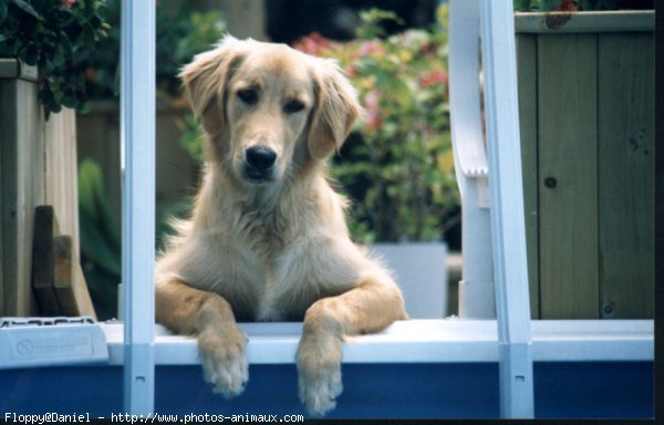 Photo de Golden retriever