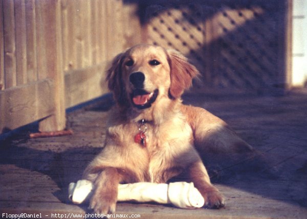 Photo de Golden retriever