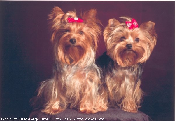 Photo de Yorkshire terrier