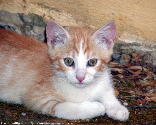 Photo de Chat domestique