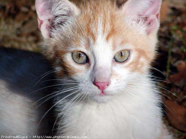 Photo de Chat domestique