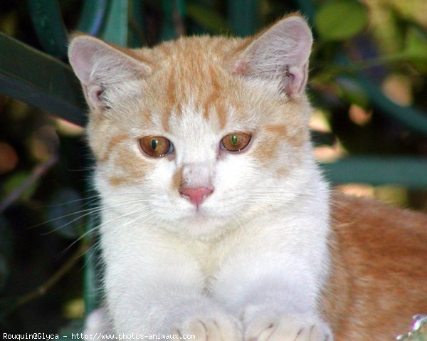 Photo de Chat domestique