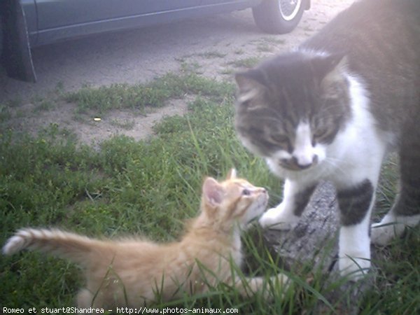 Photo de Races diffrentes