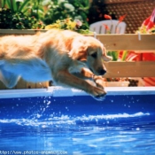 Photo de Golden retriever