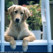 Photo de Golden retriever