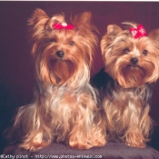 Photo de Yorkshire terrier