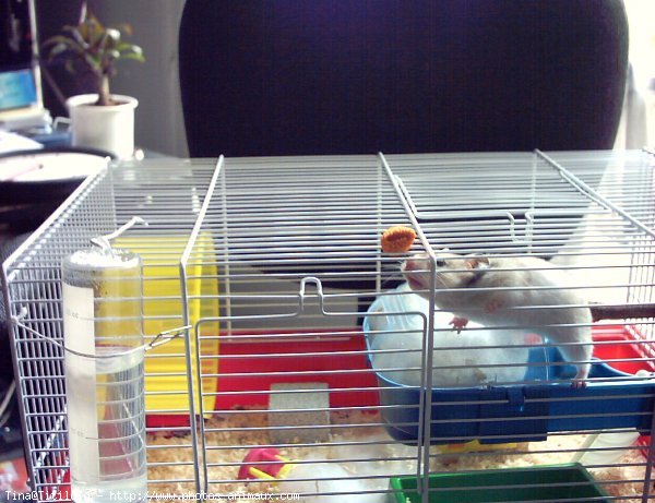 Photo de Hamster