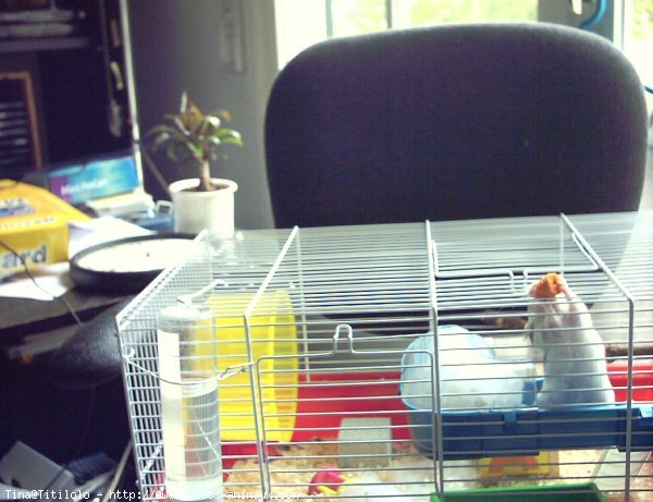 Photo de Hamster