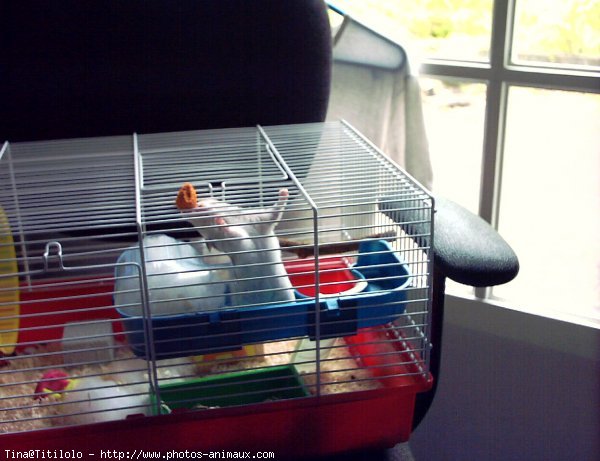 Photo de Hamster