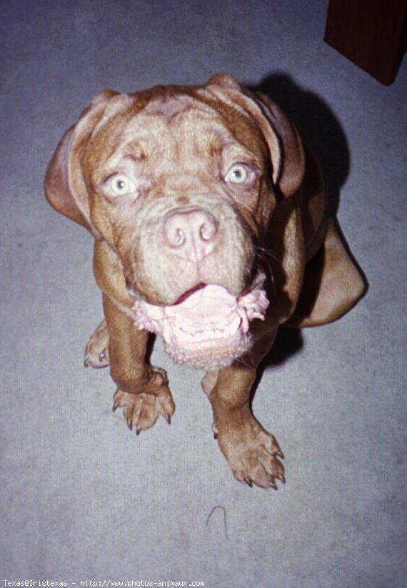 Photo de Dogue de bordeaux