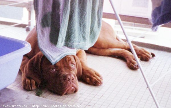 Photo de Dogue de bordeaux