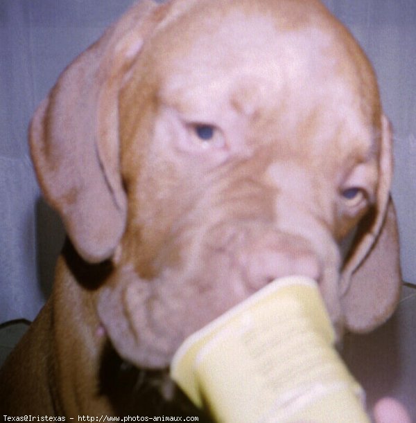 Photo de Dogue de bordeaux