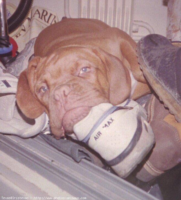 Photo de Dogue de bordeaux