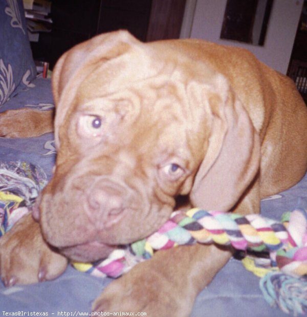 Photo de Dogue de bordeaux