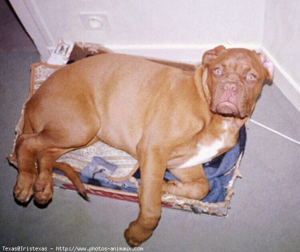 Photo de Dogue de bordeaux