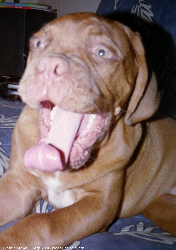 Photo de Dogue de bordeaux