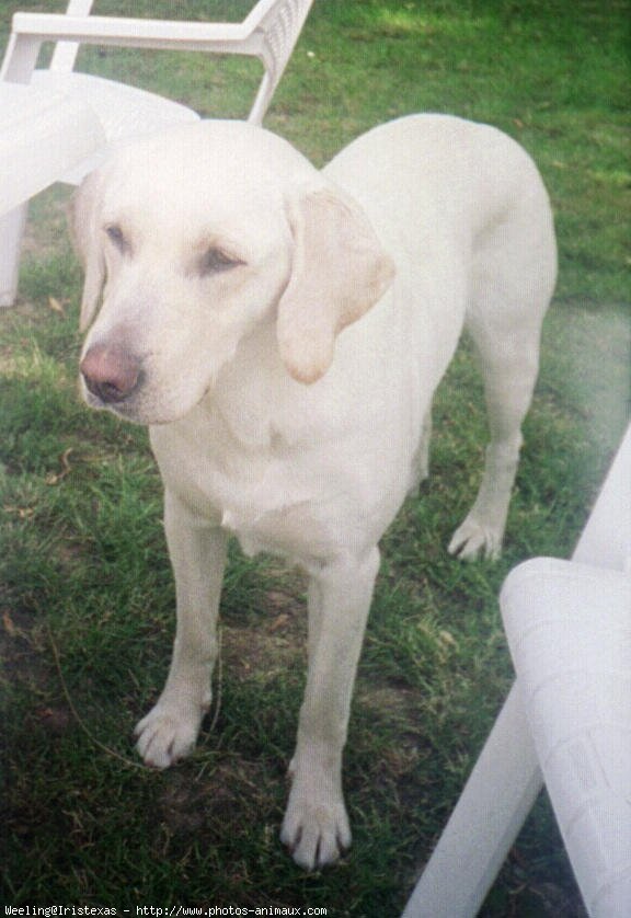 Photo de Labrador retriever