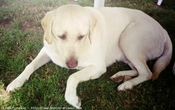 Photo de Labrador retriever