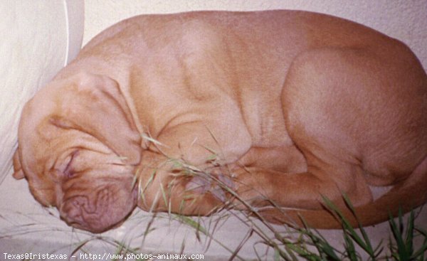 Photo de Dogue de bordeaux