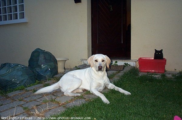 Photo de Labrador retriever