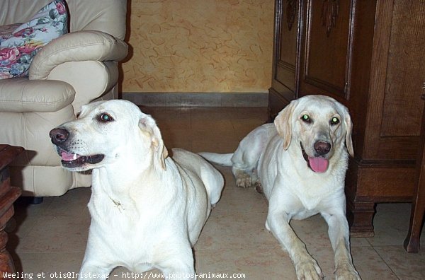 Photo de Labrador retriever