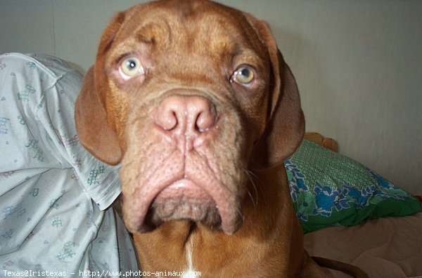 Photo de Dogue de bordeaux