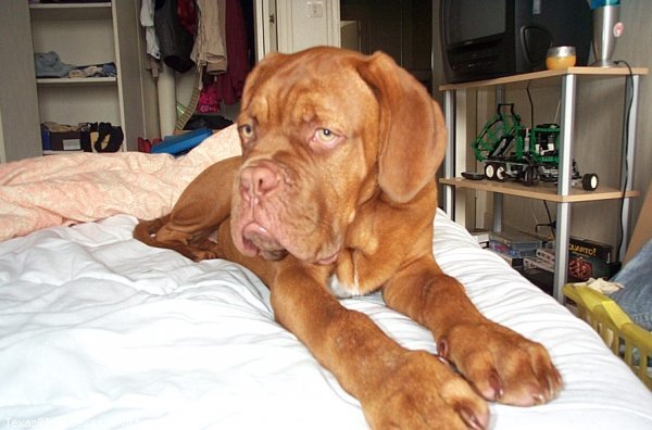 Photo de Dogue de bordeaux