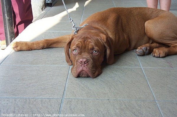 Photo de Dogue de bordeaux