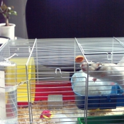 Photo de Hamster