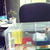 Photo de Hamster