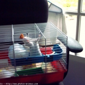 Photo de Hamster