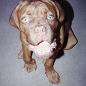 Photo de Dogue de bordeaux