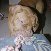 Photo de Dogue de bordeaux